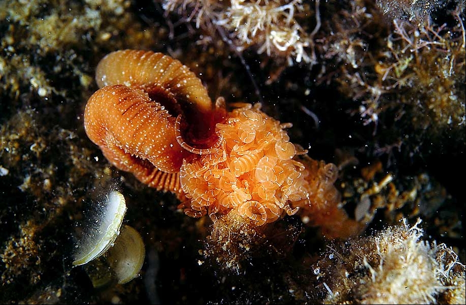 Eupolymnia nebulosa